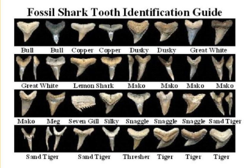 shark teeth